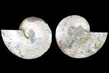 Cut & Polished Ammonite Fossil - Agatized #79708-1